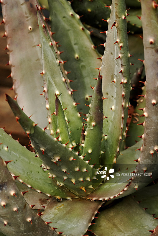 火炬芦荟图片素材