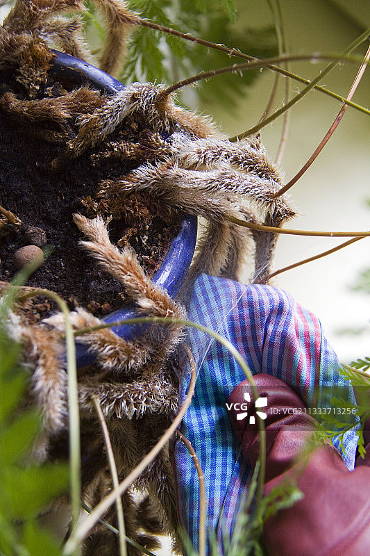 清理兔脚蕨上的红蜘蛛图片素材