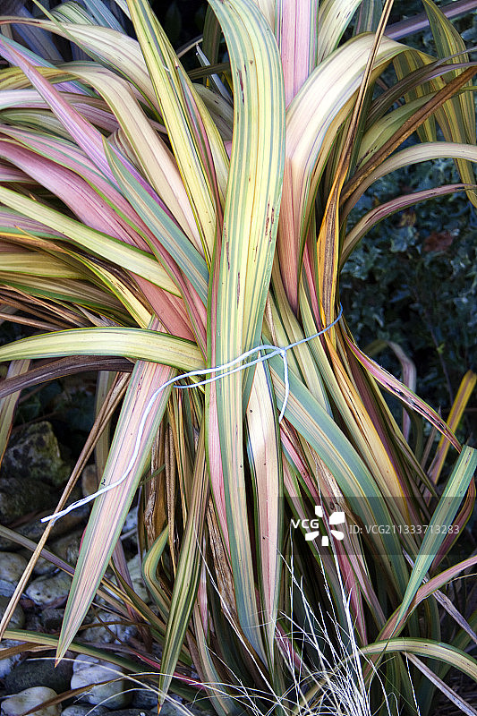 捆扎亚麻叶过冬图片素材