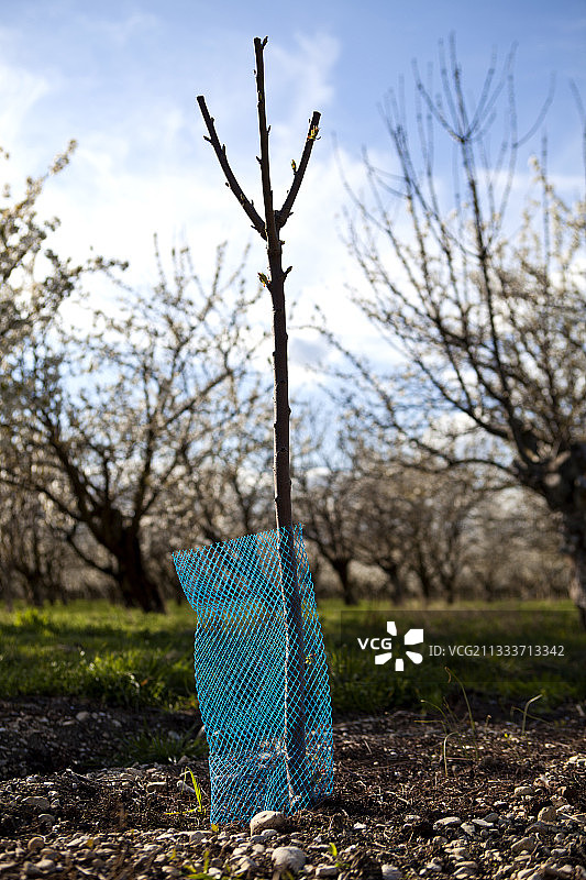 法国普罗旺斯的樱桃砧木种植园图片素材