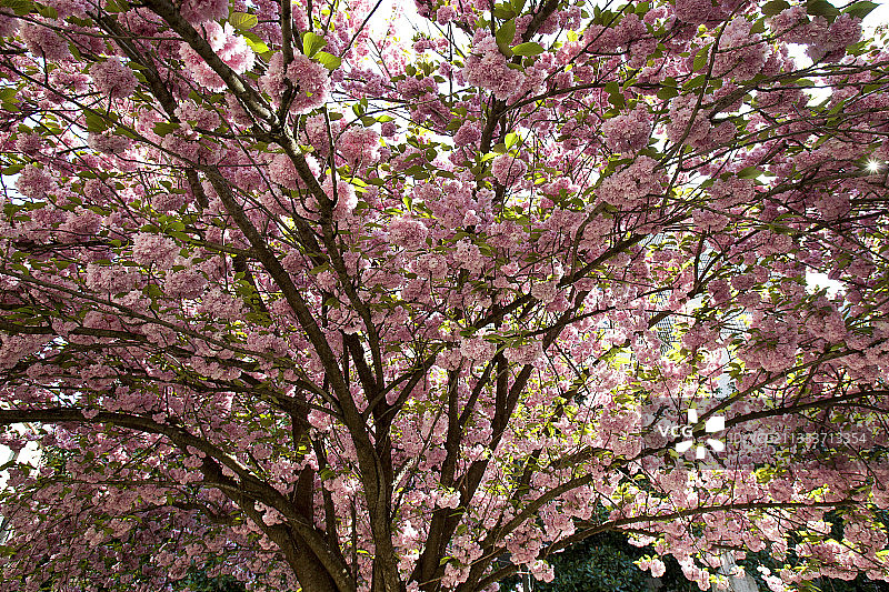 法国巴黎玛萨琳街的日本樱花图片素材