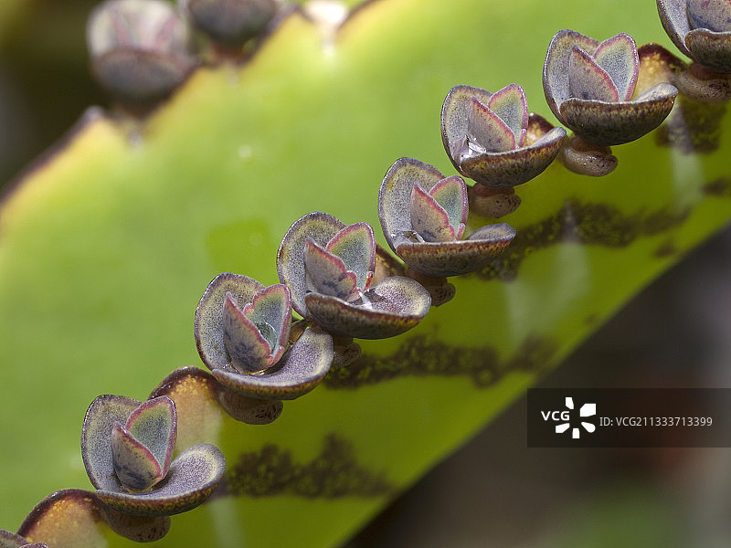 花园中落地生根叶片上的幼苗图片素材