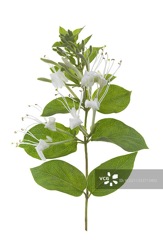 白色背景上的忍冬花图片素材