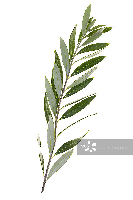 白色背景上的非洲橄榄枝图片素材