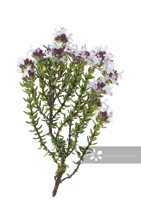 白色背景上的百里香花图片素材