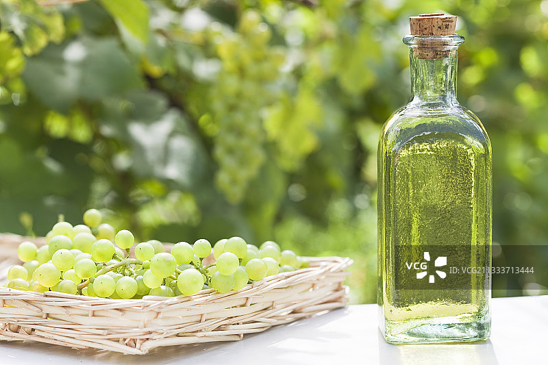 葡萄和葡萄籽油与酿酒葡萄图片素材