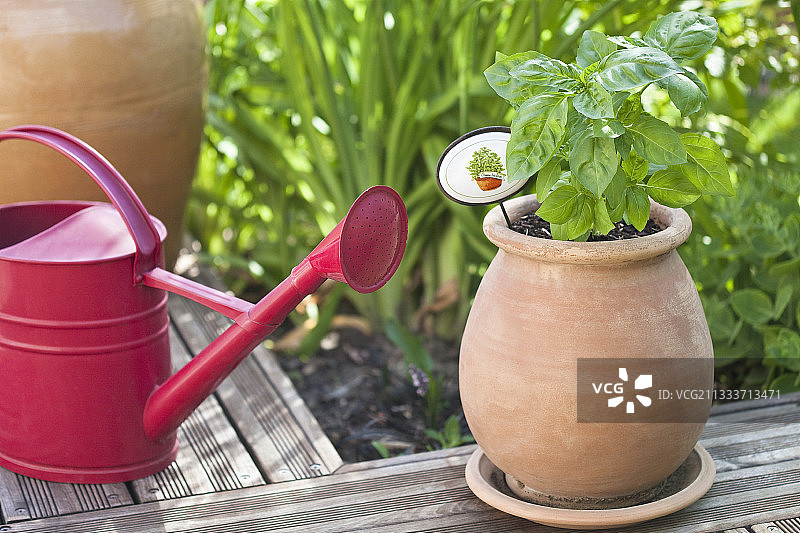 盆栽罗勒和红色浇水壶图片素材