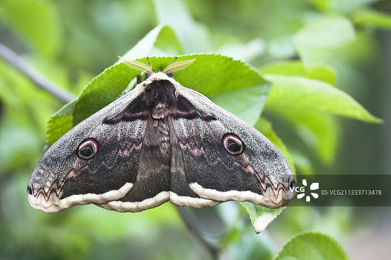 破茧三小时后的成虫图片素材
