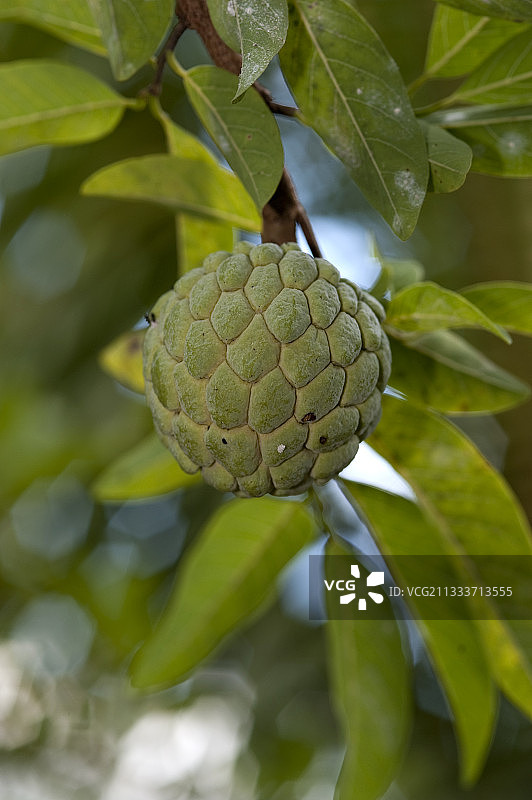 塞舌尔马埃岛树上的番荔枝图片素材