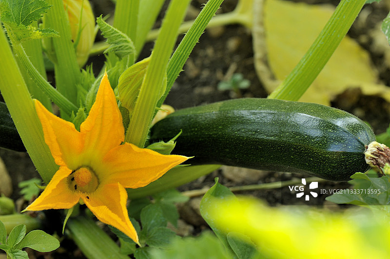 法国菜园里的西葫芦果实和花朵图片素材