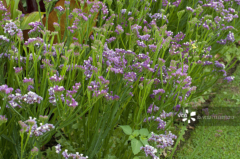 花园中的海紫苑图片素材