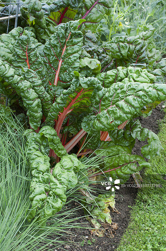 厨房花园里的巴罗特甜菜图片素材