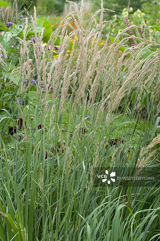 花园里的须芒草图片素材