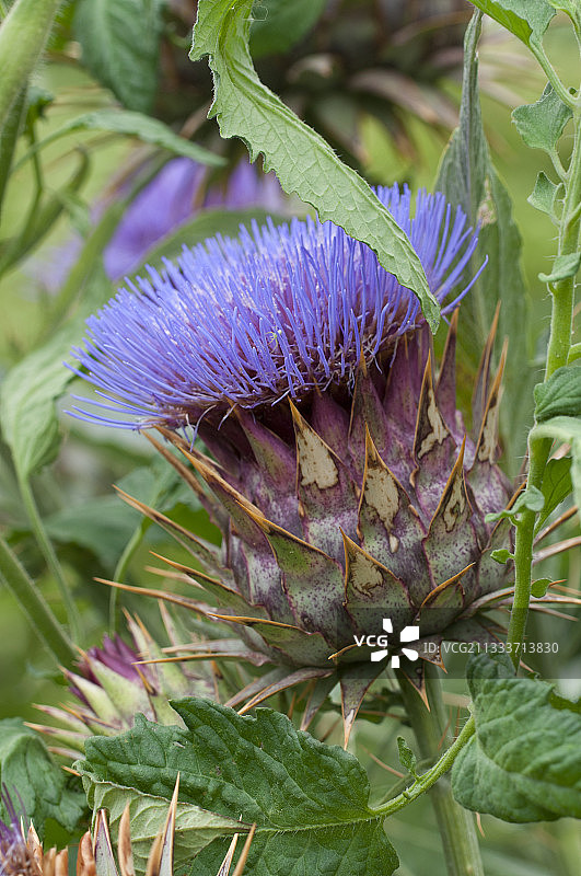 厨房花园中盛开的朝鲜蓟图片素材