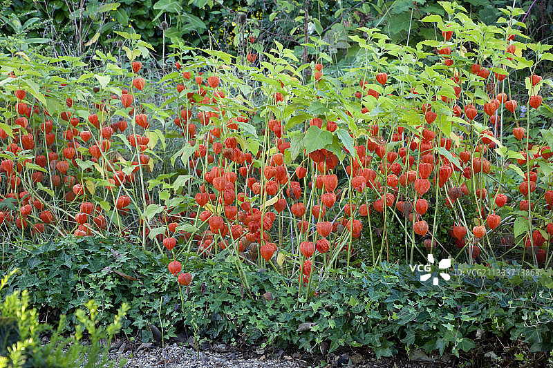 花园里的灯笼果图片素材