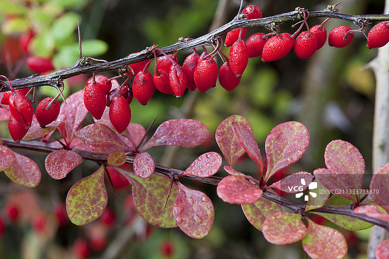 花园里的日本小檗果实图片素材