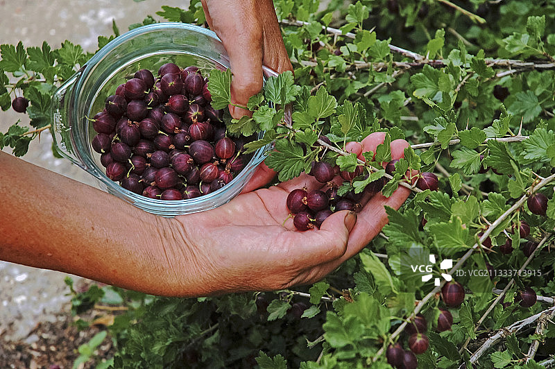 采摘醋栗Freedonia图片素材