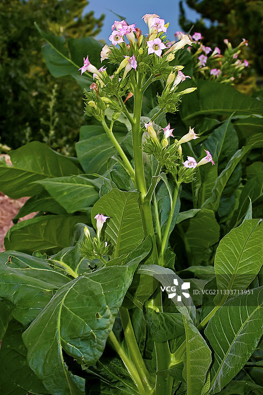 西班牙韦斯卡花园里的烟草花图片素材