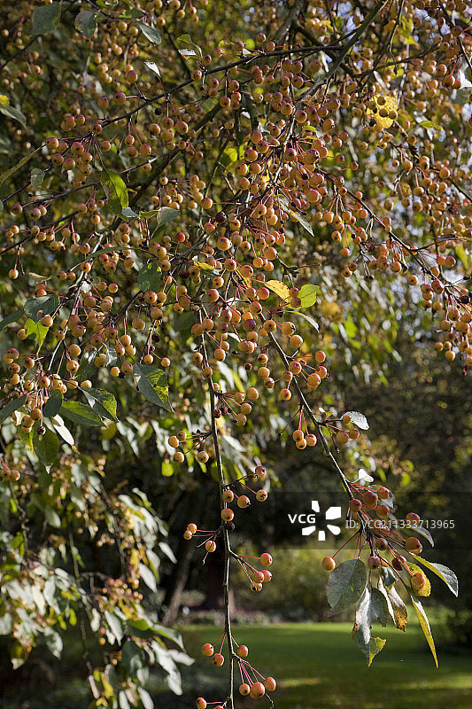花园里结果的‘奥米斯顿罗伊’海棠树图片素材