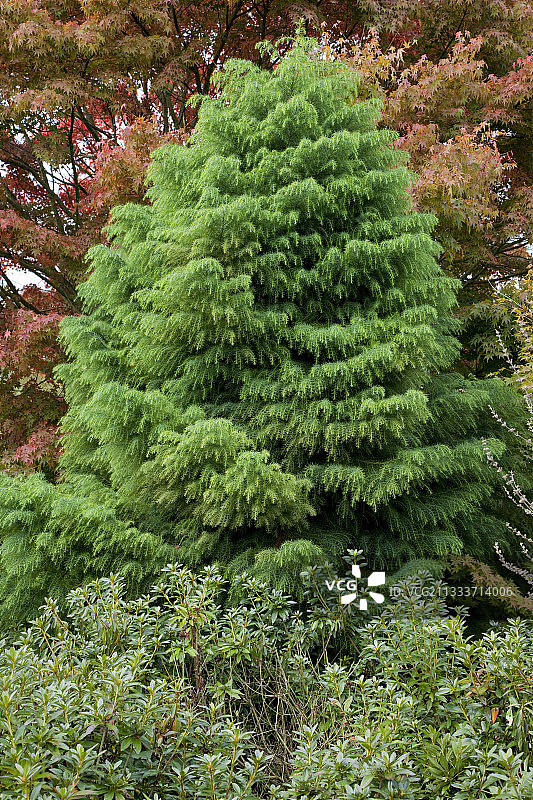秋季花园中的日本柳杉图片素材