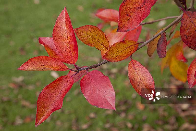 秋季花园中的黑 tupelo 树叶图片素材