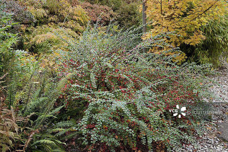 秋季花园里的岩生庭子图片素材