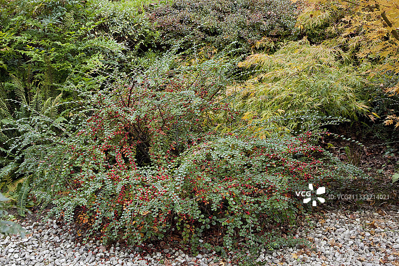 绿瀑日本枫图片素材