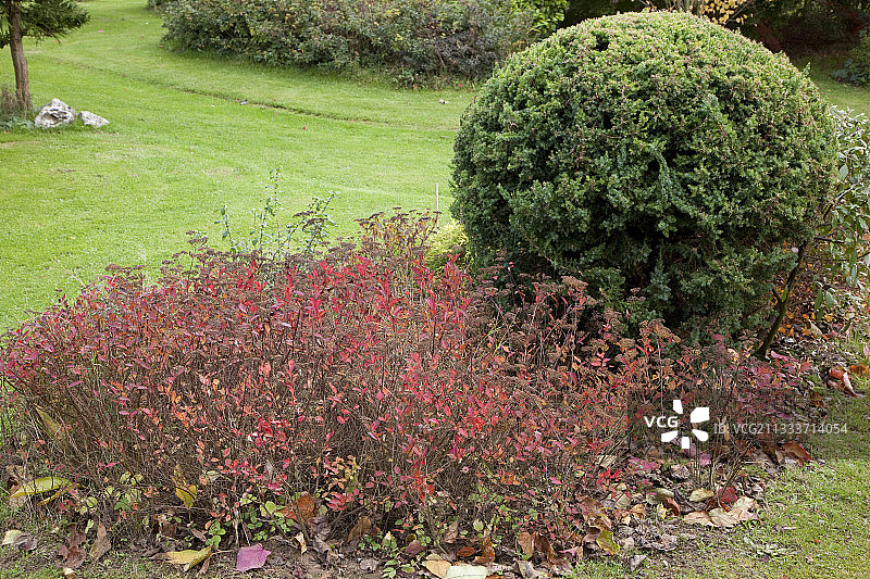 秋季花园中的绣线菊和杜松图片素材