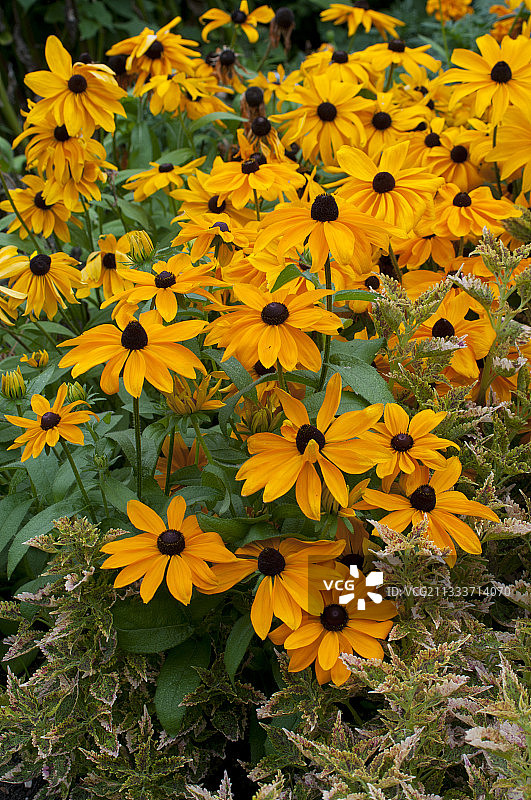 花园中盛开的锥花图片素材