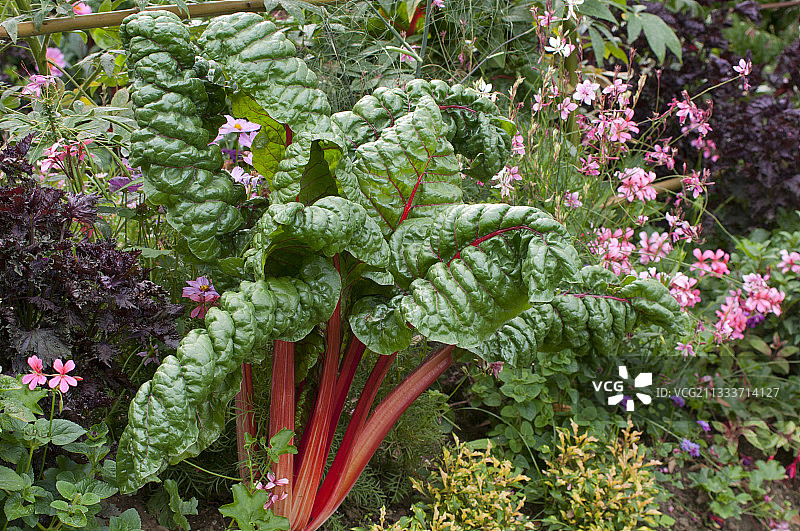 花园里的巴罗特甜菜图片素材