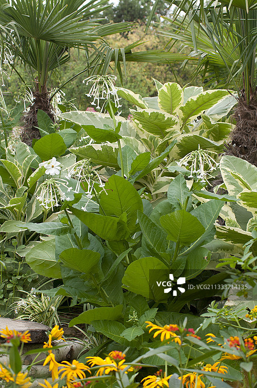 花园里盛开的烟草图片素材
