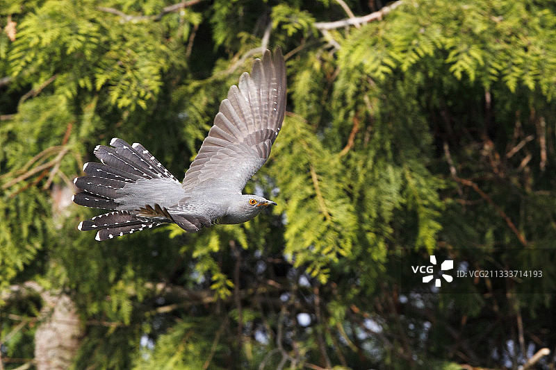 春天飞翔的布谷鸟（英国）图片素材