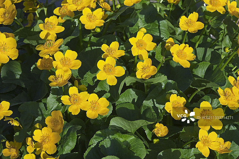 春天盛开的沼泽金盏花图片素材