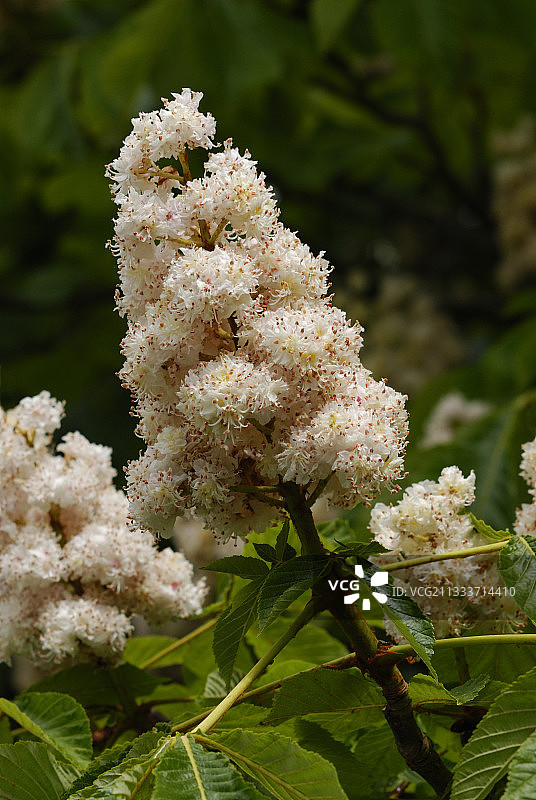 花园中盛开的‘Baumanii’欧洲七叶树图片素材