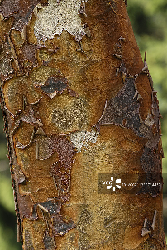 花园里的纸皮枫树皮图片素材