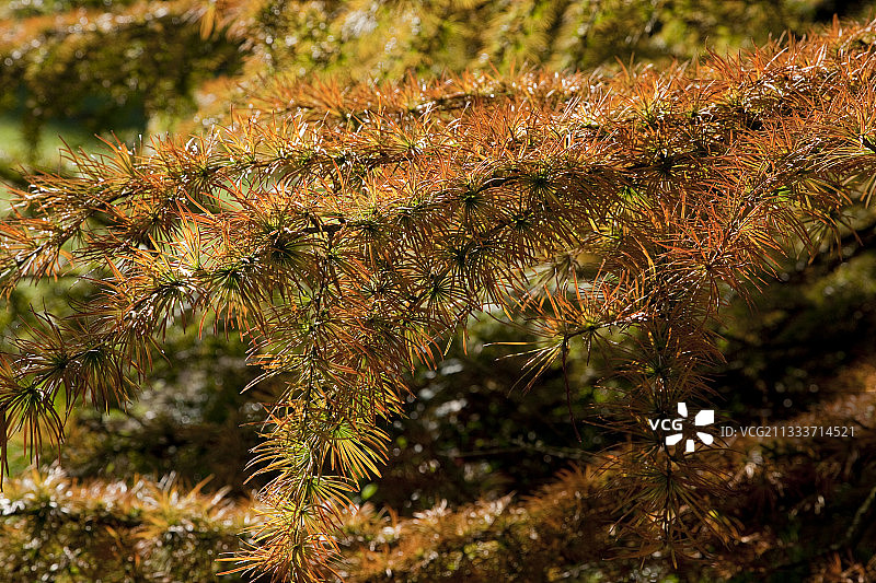 秋季花园中的金钱松图片素材