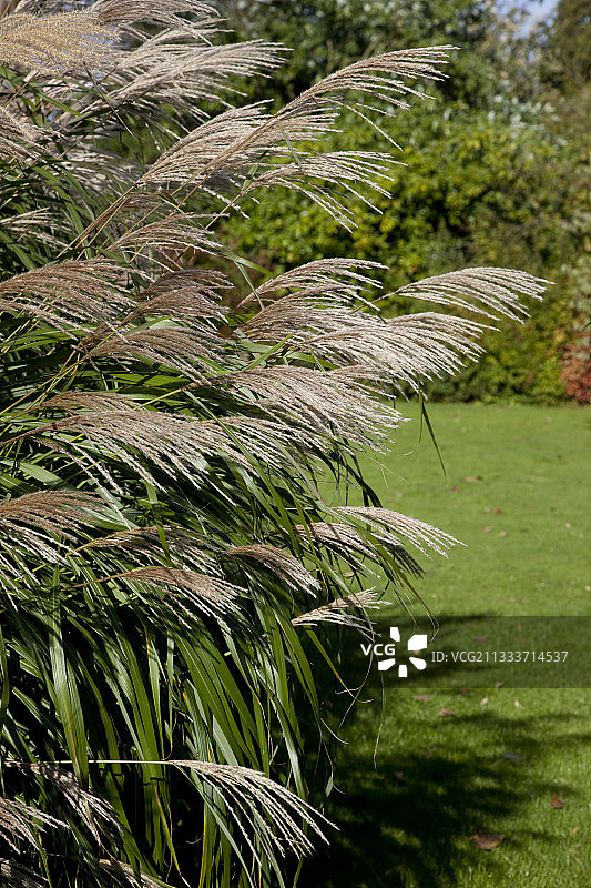 花园中的紫色日本芒草“Sarabande”图片素材