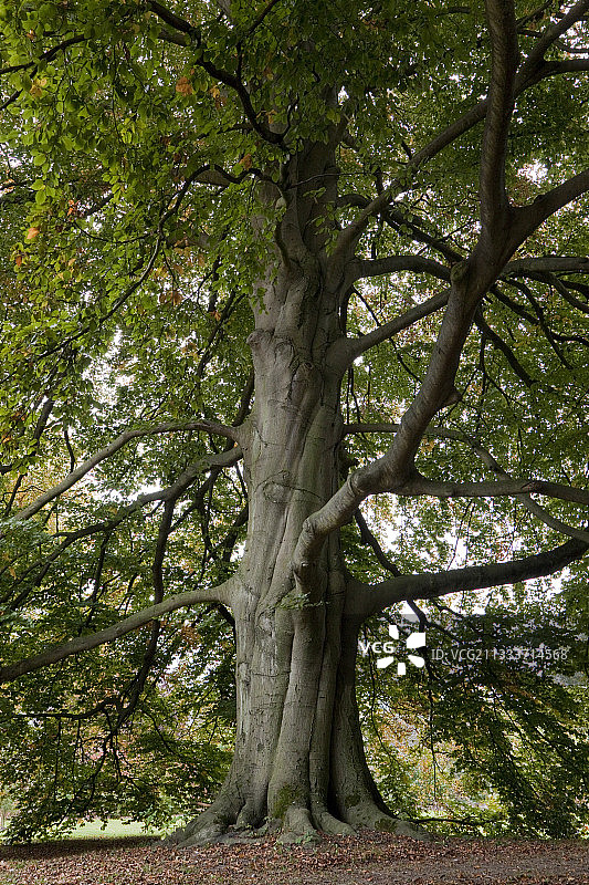 秋季花园中的紫叶欧洲山毛榉图片素材