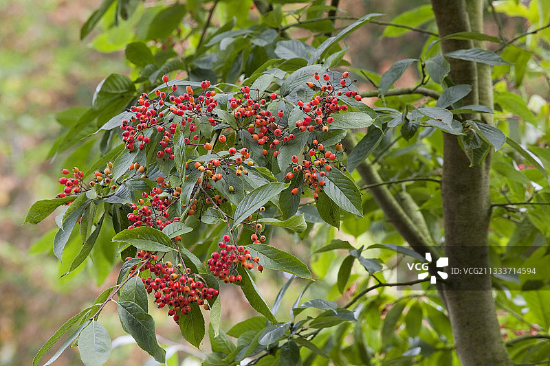 秋季花园里的结果红叶石楠图片素材