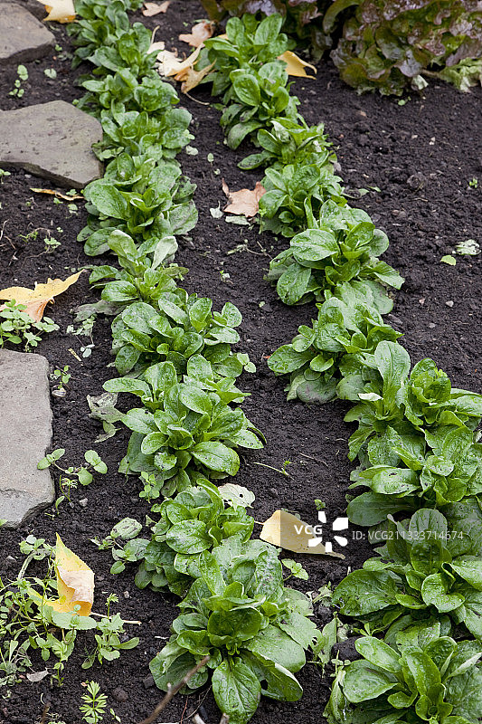 秋季菜园里的羊羔生菜图片素材
