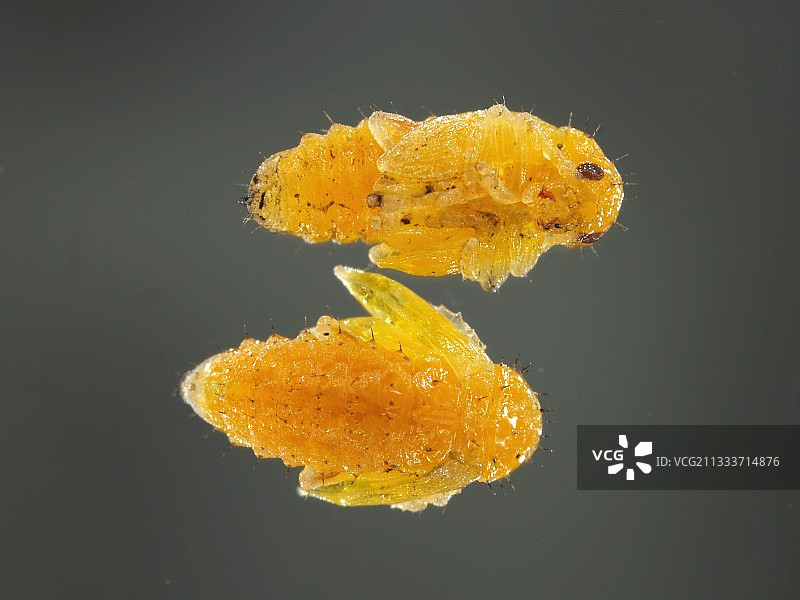 甲虫幼虫图片素材