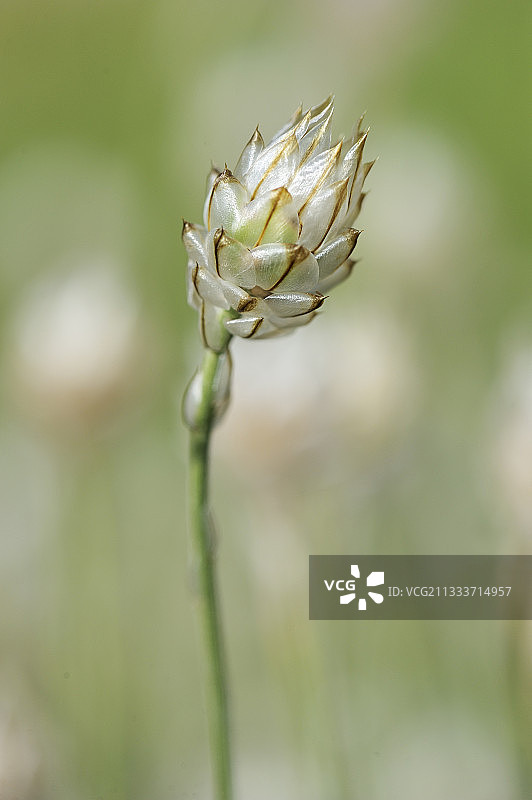 法国夏日爱神之箭图片素材