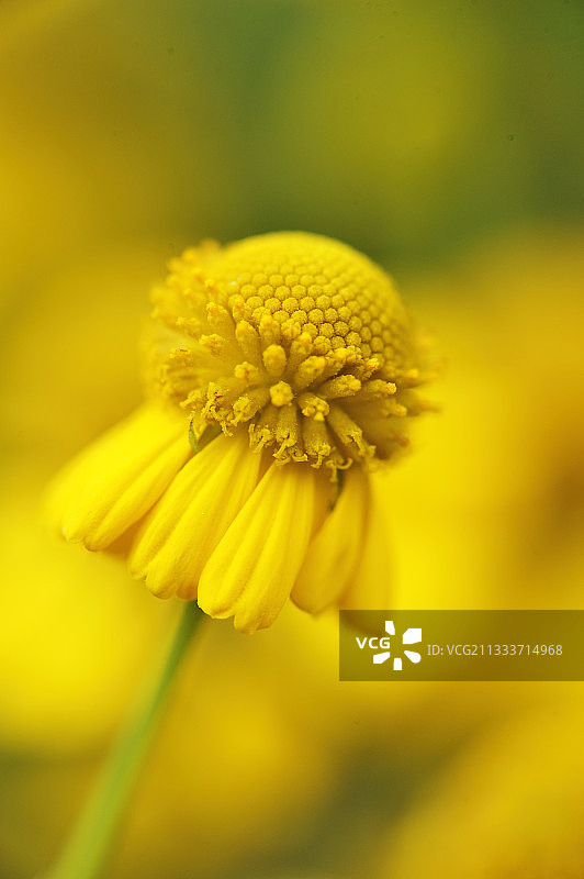 夏季法国盛开的大花喷嚏草图片素材