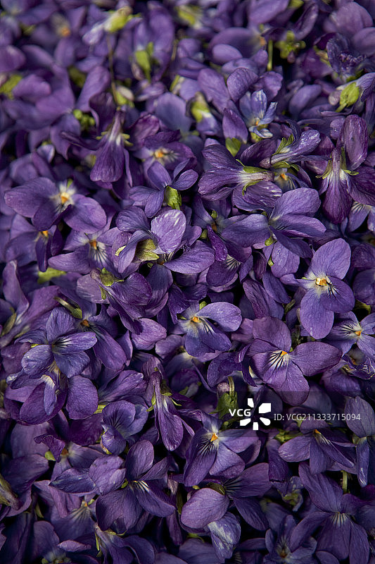 在法国收获的甜紫罗兰图片素材