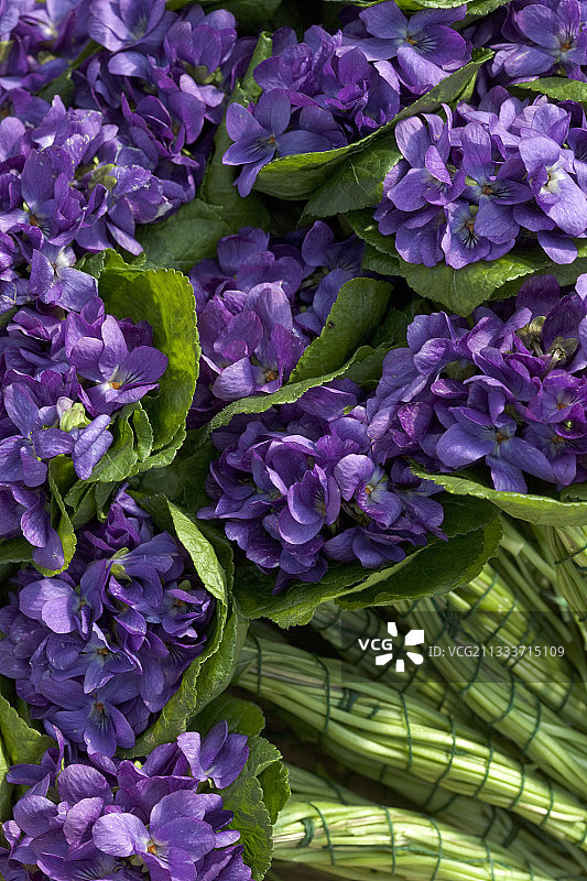 法国叶编甜紫罗兰花束图片素材