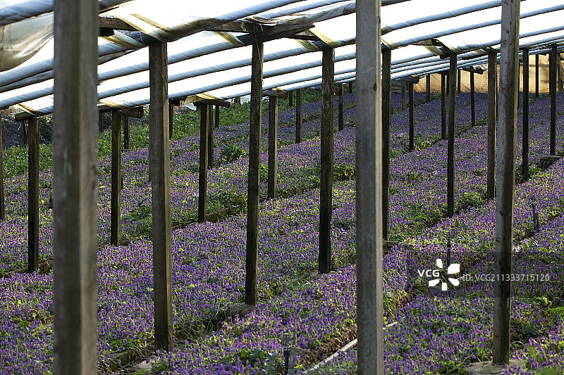 法国的甜紫罗兰温室栽培图片素材