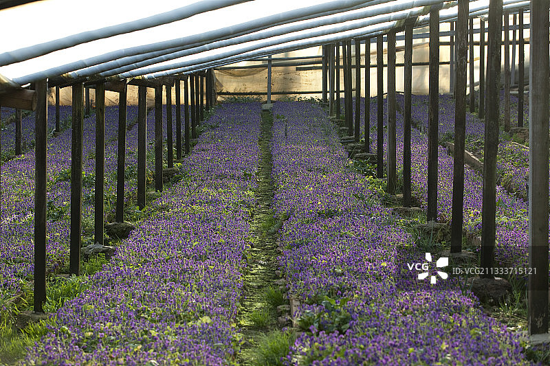 法国的甜紫罗兰温室栽培图片素材