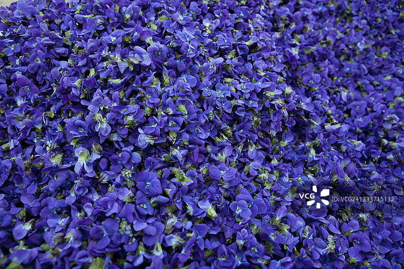 在法国收获的甜紫罗兰图片素材