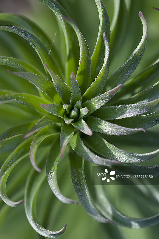 法国春天百合的树叶和花蕾图片素材