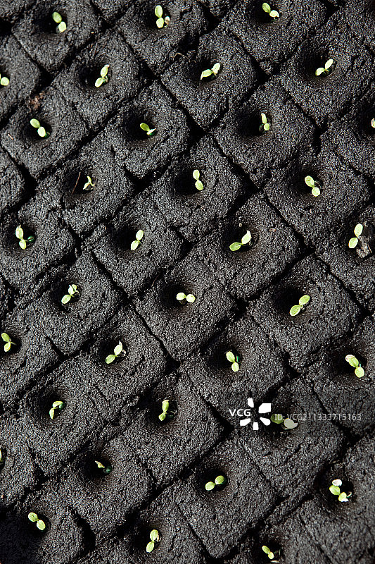 法国春天沙拉苗图片素材